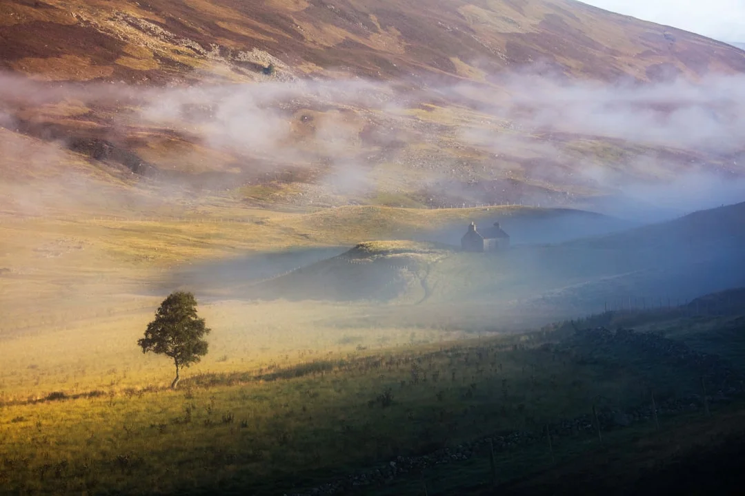 a tree in a valley